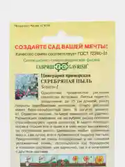 Семена цветов Цинерария Серебряная пыль