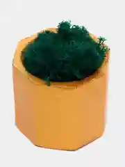 Золотой стаканчики с мхом