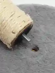 Коричневый когтеточка для кошек и котят с игрушками