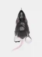 Тёмно-коричневый приманка мышь-незацепляйка Namazu Mouse, длина 75 мм, вес 26 гр
