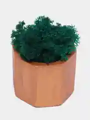 Бронзовый стаканчики с мхом