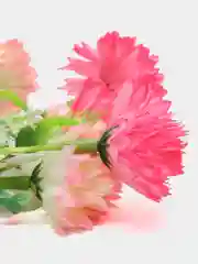 Розовый искусственные цветы хризантемы, букет.