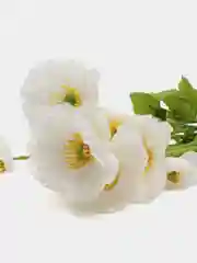 Белый искусственные цветы маки, ветка мака 1шт, 3шт
