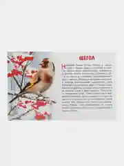 "Зимующие птицы России", обучающие карточки на картоне с познавательным текстом