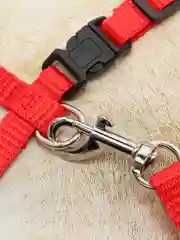 Красный шлейка с поводком прогулочная для кошек