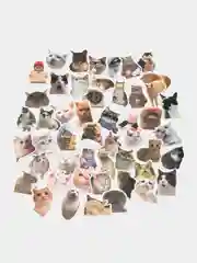 Розовый наклейки-стикеры котики мемы, 50 штук. Стикерпак с котиками и собачками, скрапбукинг. Таро