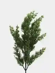 Лайм искусственные Ветки елки хвойные кипарис, туя, ветка еловая