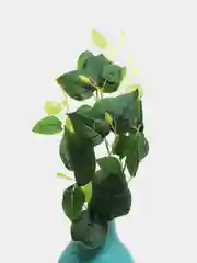 Лайм искусственная зелень свисающая, искусственная ампельная зелень, плющ искусственный