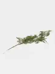Коричневый папоротник ампельный, силикон