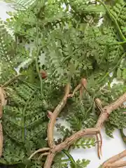 Коричневый папоротник ампельный, силикон