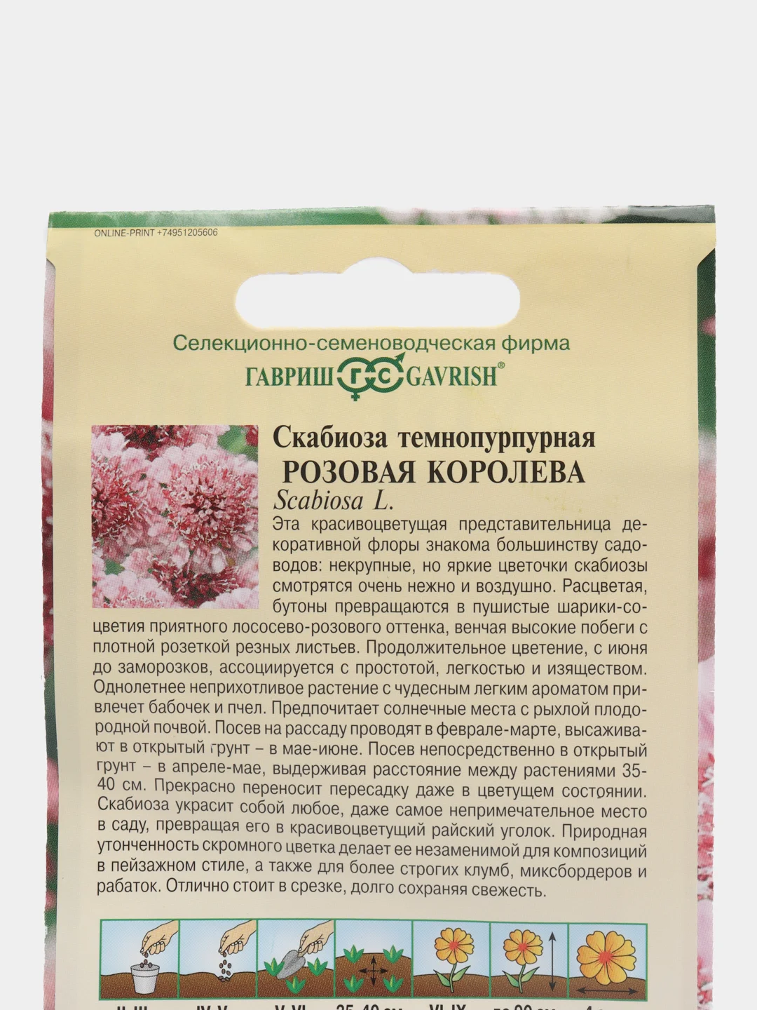 Скабиоза Розовая королева (семена,цветы)