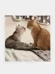 Бежевый наклейки-стикеры "Котики, коты"