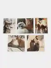 Бежевый наклейки-стикеры "Котики, коты"