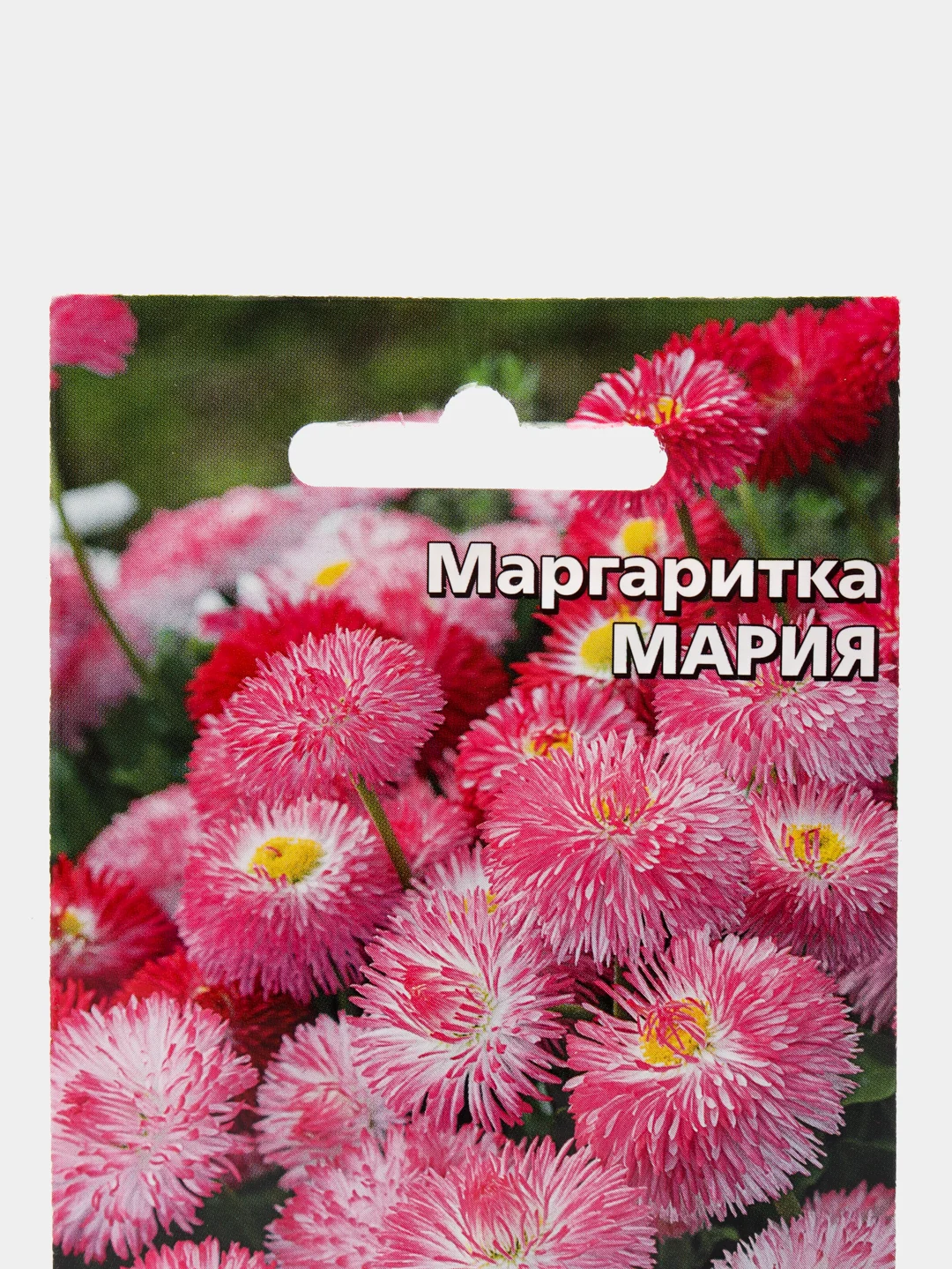 Маргаритка Мария, семена, цветы