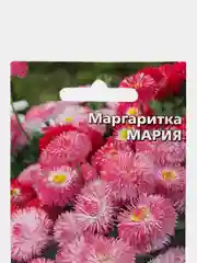 Маргаритка Мария, семена, цветы