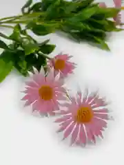 Розовый искусственные цветы. Ромашки цветные (двухцветный пластиковый букет). Композиция