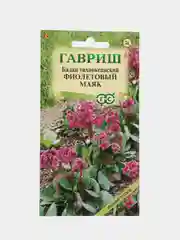Бадан "Фиолетовый маяк", семена, цветы
