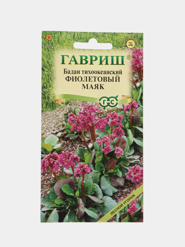 Бадан "Фиолетовый маяк", семена, цветы