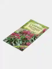 Бадан "Фиолетовый маяк", семена, цветы