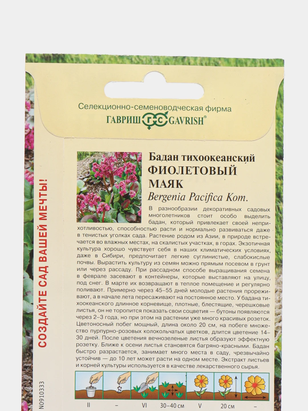 Бадан "Фиолетовый маяк", семена, цветы