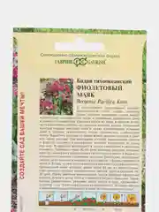 Бадан "Фиолетовый маяк", семена, цветы