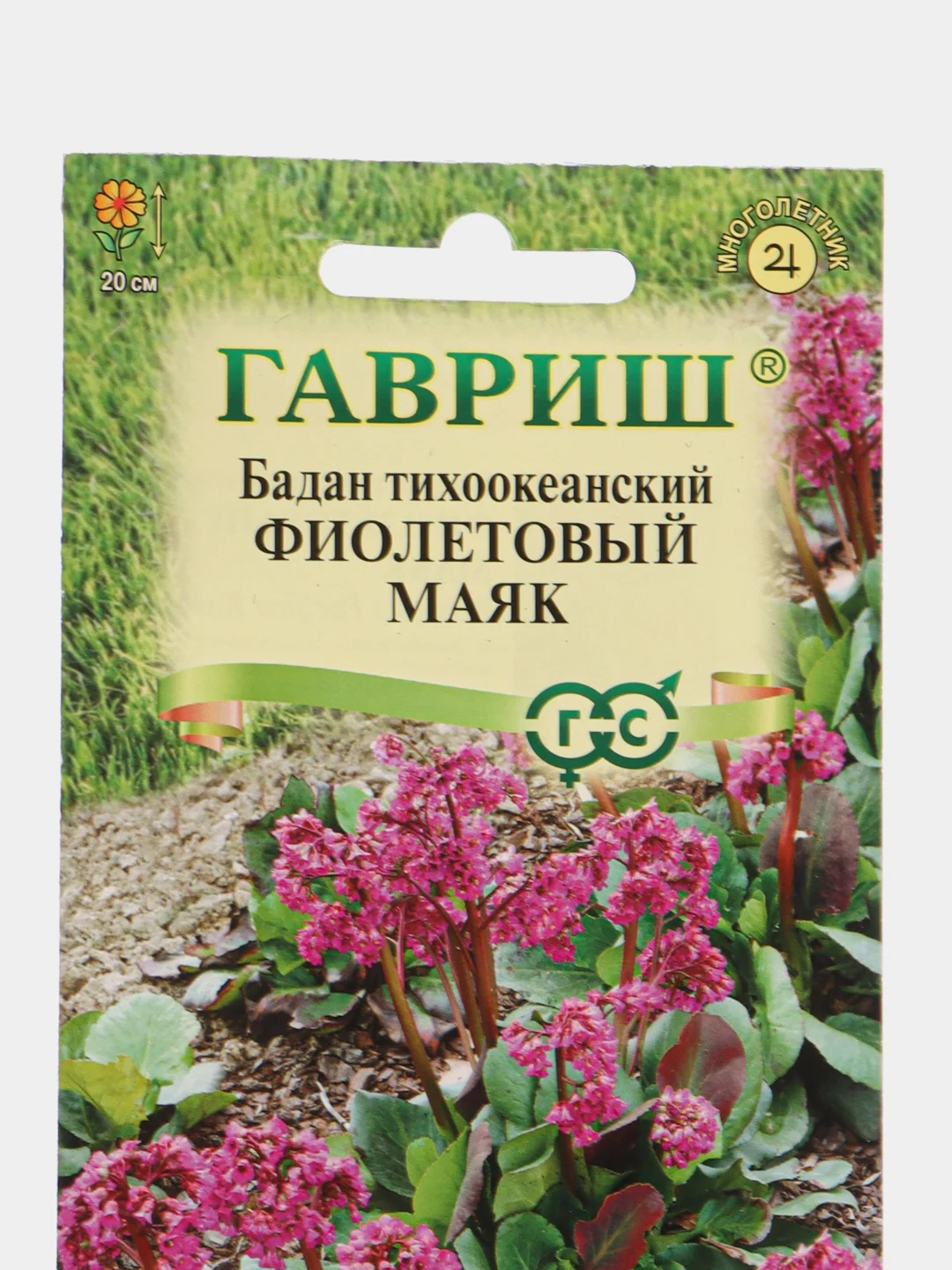 Бадан "Фиолетовый маяк", семена, цветы