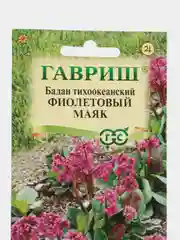Бадан "Фиолетовый маяк", семена, цветы