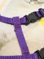 Фиолетовый шлейка с поводком прогулочная для кошек