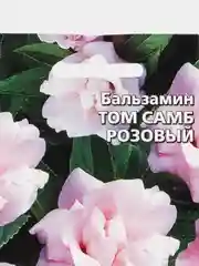 Бальзамин Том Самб Розовый (семена,цветы)