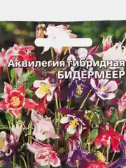 Аквилегия гибридная "Бидермеер", семена, цветы