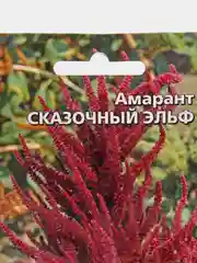 Амарант Сказочный Эльф, семена, цветы