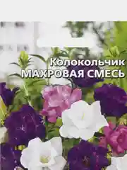 Колокольчик Махровая смесь, семена