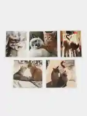 Наклейки-стикеры "Котики, коты"