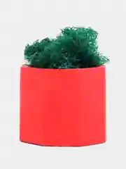 Красный стаканчики с мхом