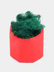 Красный стаканчики с мхом
