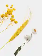 Желтый сухоцветы в контейнере