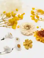 Желтый сухоцветы в контейнере
