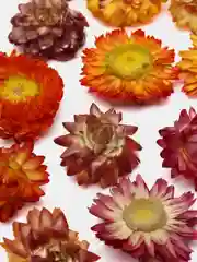 Конфетный сухоцветы в контейнере