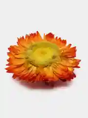 Конфетный сухоцветы в контейнере