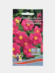 Георгина мигнон Пурпурная красавица, семена, цветы