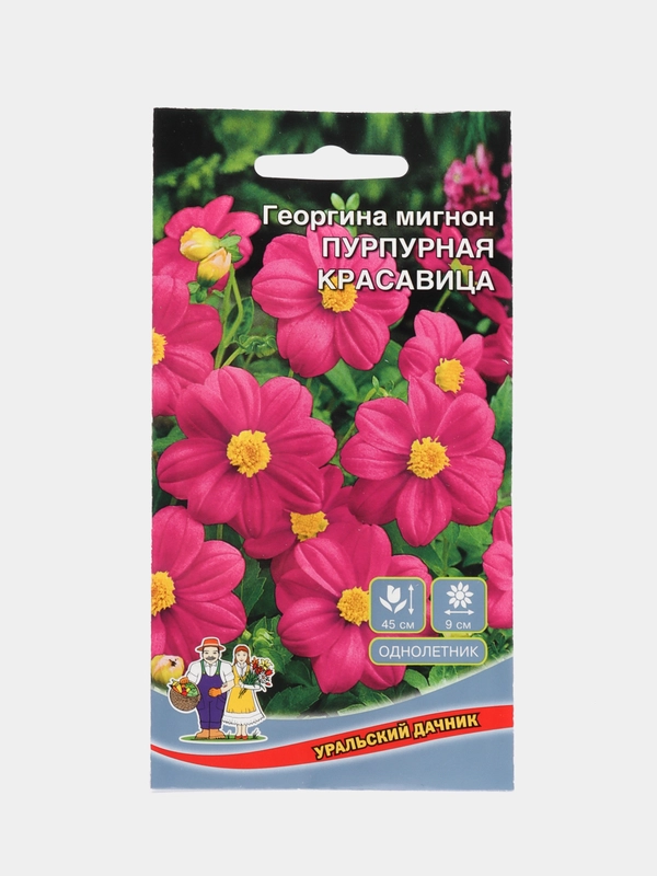 Георгина мигнон Пурпурная красавица, семена, цветы