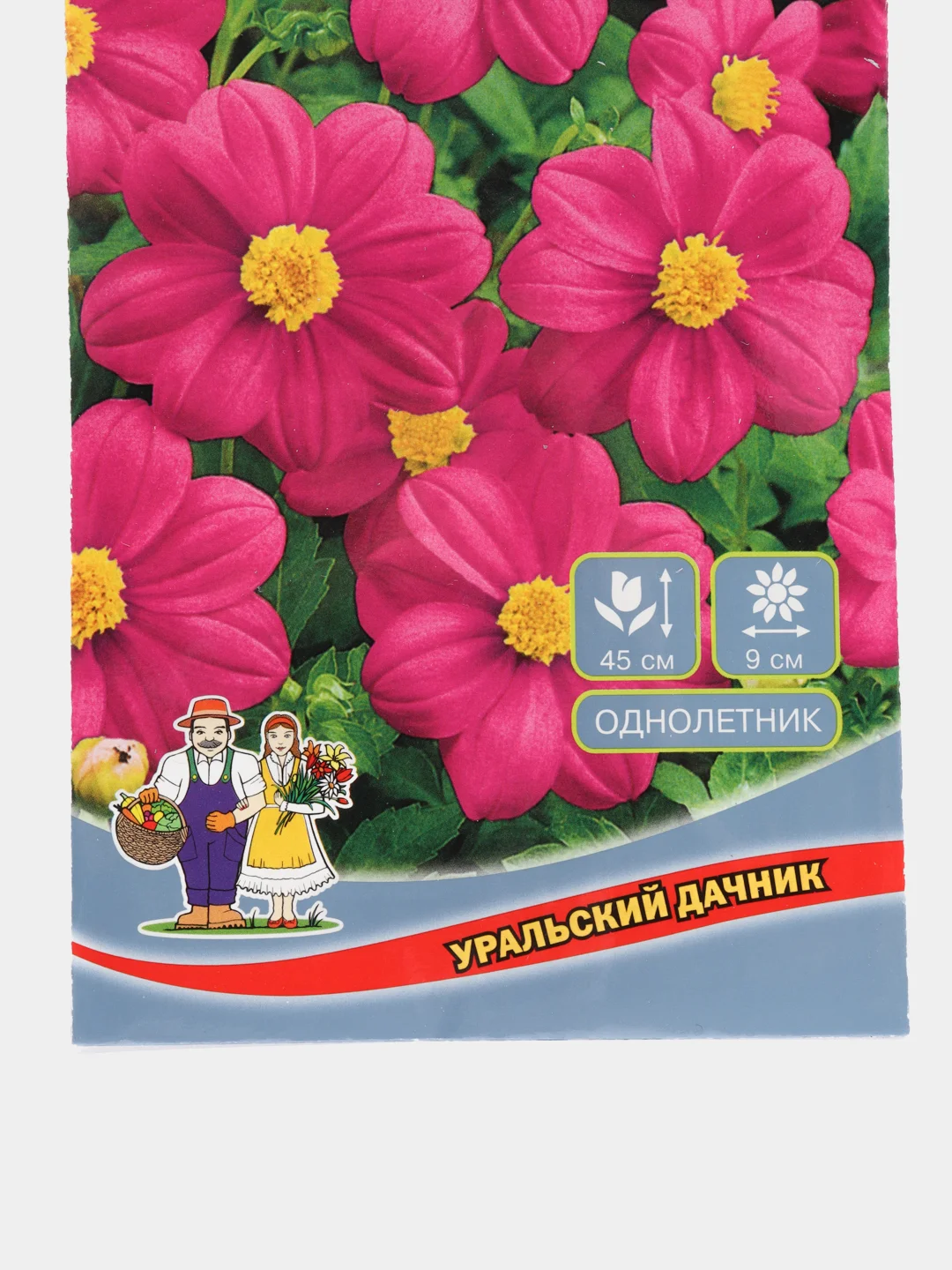 Георгина мигнон Пурпурная красавица, семена, цветы