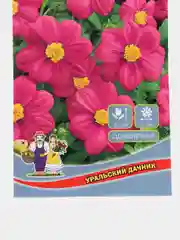 Георгина мигнон Пурпурная красавица, семена, цветы