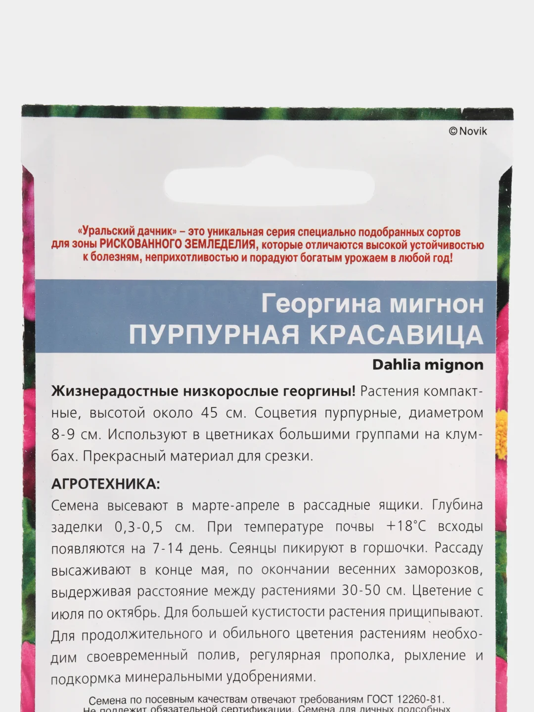Георгина мигнон Пурпурная красавица, семена, цветы