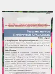 Георгина мигнон Пурпурная красавица, семена, цветы