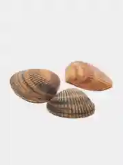 Ракушка морская, грунт для аквариума, 300 г