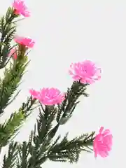 Розовый искусственные цветы для декора, мелкая ромашка