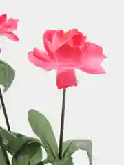 Розовый камелия ( букет )