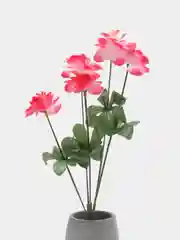 Розовый камелия ( букет )