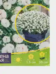 Тысячелистник "Белый жемчуг", семена, цветы